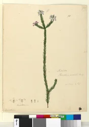Sivu 78. Philotheca australis, noin 1803-06 (wc, kynä, muste ja lyijykynä).